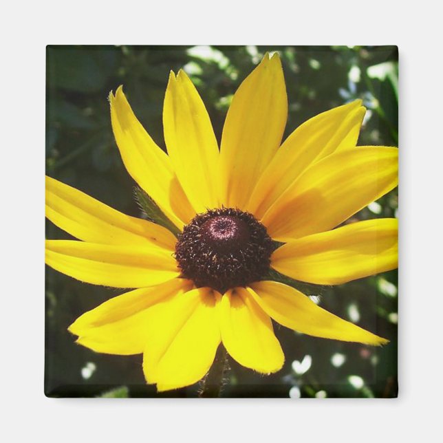 Aimant de marguerite jaune (Devant)