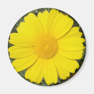 Aimant de marguerite jaune