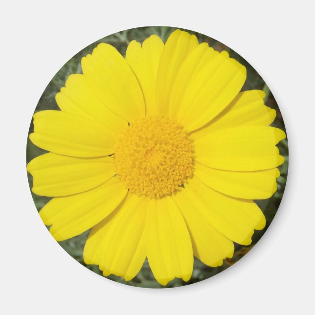 Aimant de marguerite jaune (Devant)