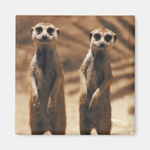 Aimant de Meerkat