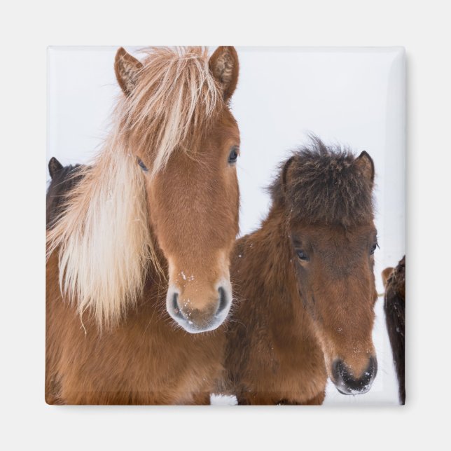 Aimant De mignons chevaux islandais ensemble (Devant)