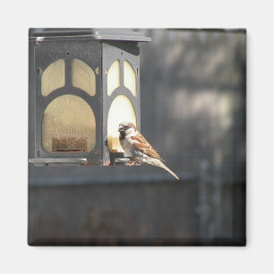 Aimant de moineau