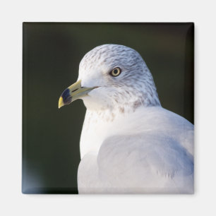 Aimant de mouette