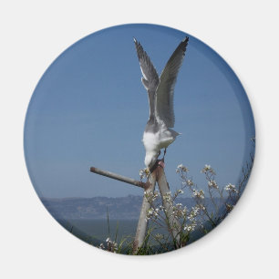 Aimant de mouette