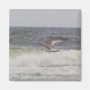 Aimant de mouette