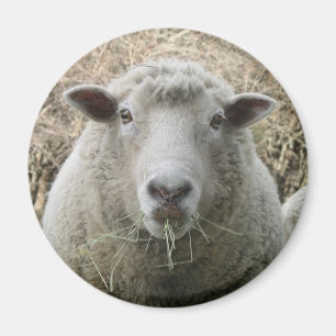 Aimant de moutons