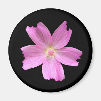 Aimant de musc-mallow