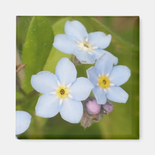 Aimant de myosotis