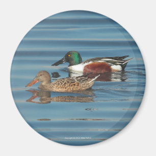 Aimant de natation de canards souchets du nord