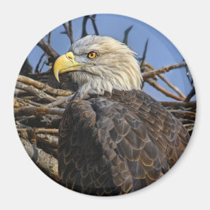 Aimant de nid de ressort d'Eagle chauve
