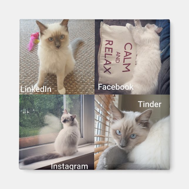 Aimant De nombreux visages d'un chat Ragdoll (Devant)