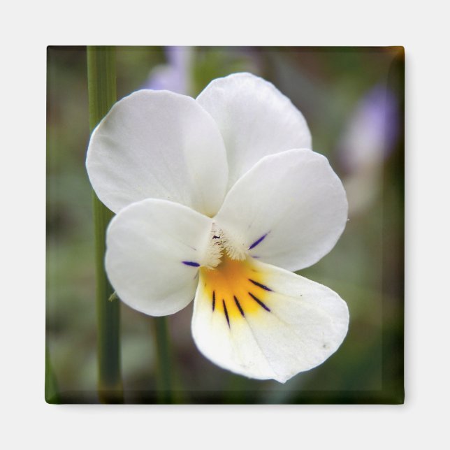 Aimant de Pansy sauvage (Devant)