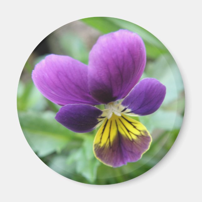 Aimant de Pansy sauvage (Devant)