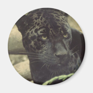 Aimant de panthère noire