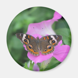 Aimant de papillon
