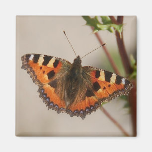 Aimant de papillon