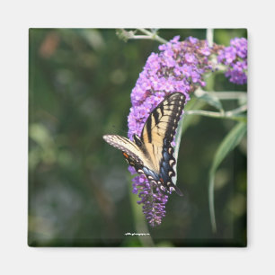 Aimant de papillon