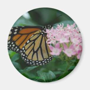 Aimant de papillon de monarque