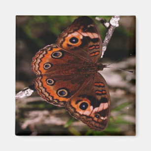 aimant de papillon d'orange-aile