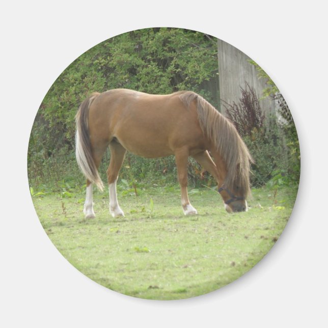 Aimant de pâturage de Cheval Brown de châtaignes (Devant)