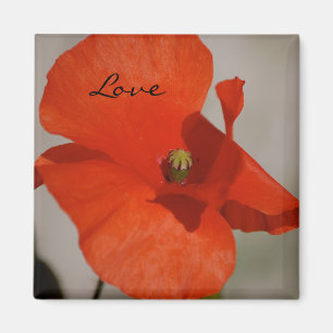 Aimant de pavot d'amour