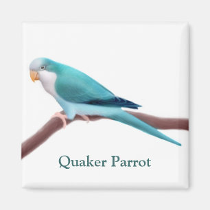 Aimant de perroquet bleu Quaker