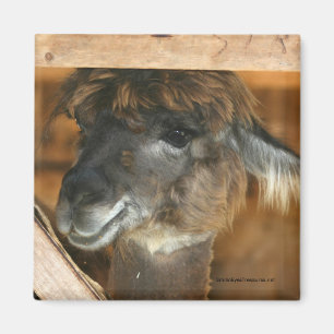 Aimant de photographie d'animal de ferme de lama