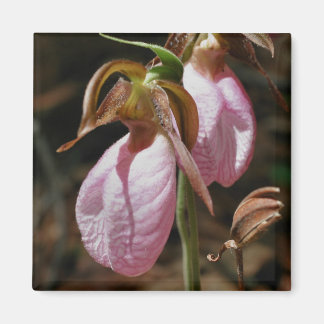 Aimant de photographie de fleur de Madame rose