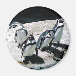 Aimant de pingouin