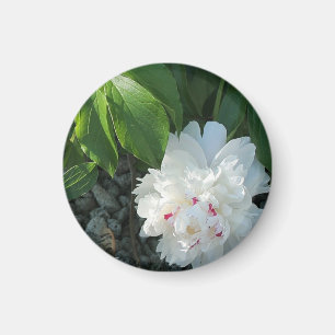 Aimant de pivoine précieux