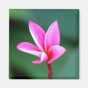 Aimant de Plumeria