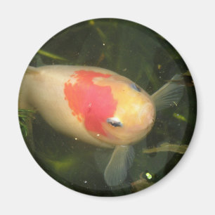 Aimant de poisson d'or