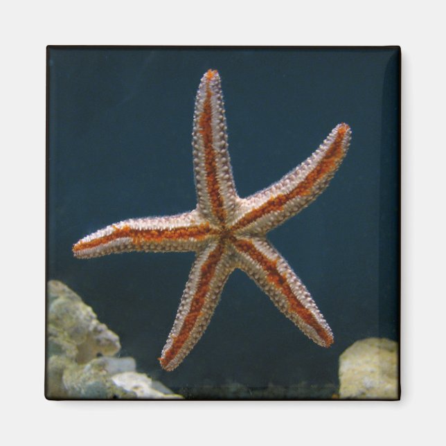Aimant de poisson étoile (Devant)