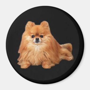Aimant de Pomeranian