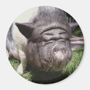 Aimant de porc gonflé par pot