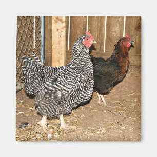 Aimant de poulet