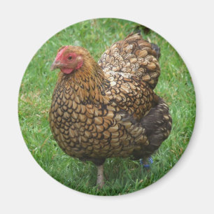 Aimant de poulet