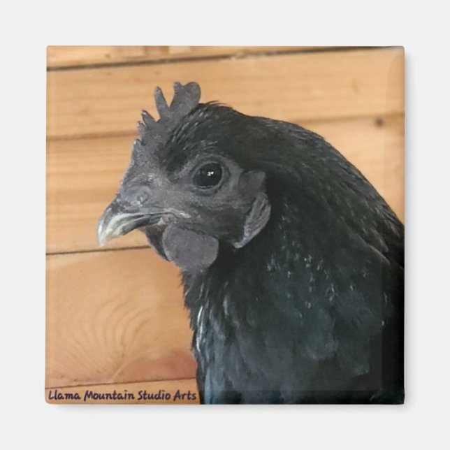 Aimant de poulet #3 Rambler sud (Devant)