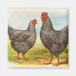 Aimant de poulet de roche Plymouth vintage Barrée
