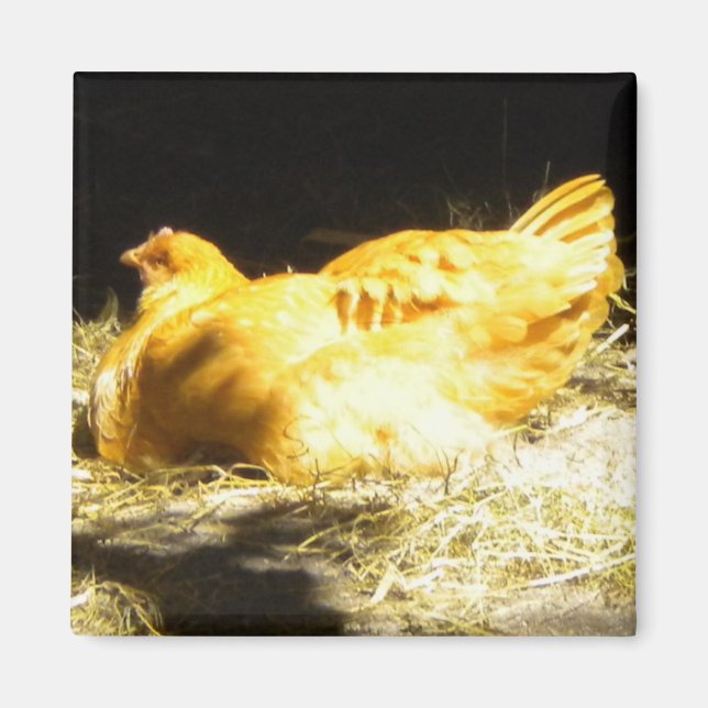 Aimant de poulet doré (Devant)