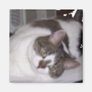 Aimant de presse-papiers de Kitty