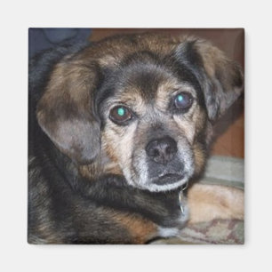 Aimant de Puggle