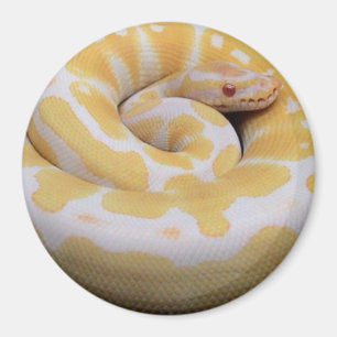 Aimant de python de boule albinos