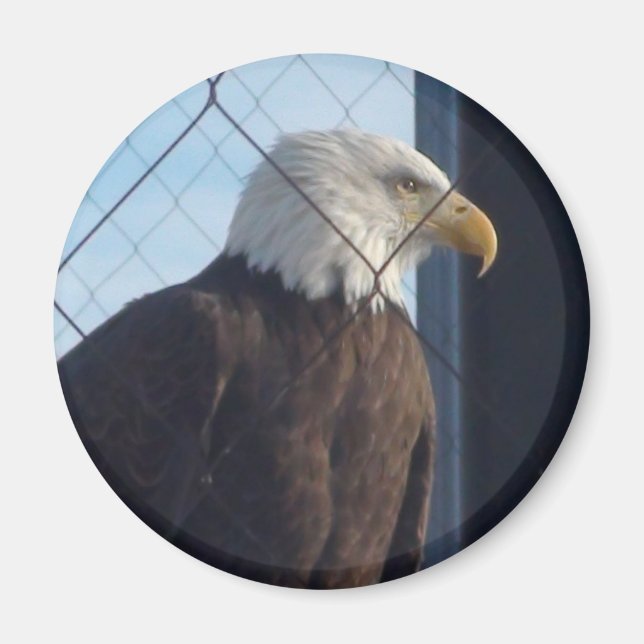 Aimant de réfrigérateur American Eagle (Devant)