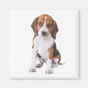 Aimant de réfrigérateur Chien Beagle chiot