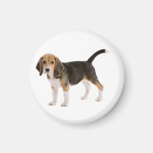 Aimant de réfrigérateur Chien Beagle Mignon