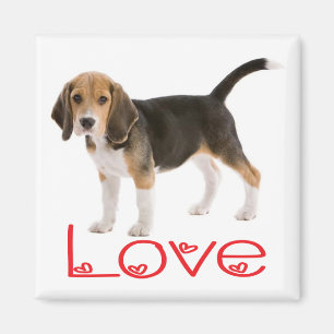 Aimant de réfrigérateur Chien Beagle Puppy Amour