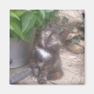 Aimant de réfrigérateur de chat de Kitty