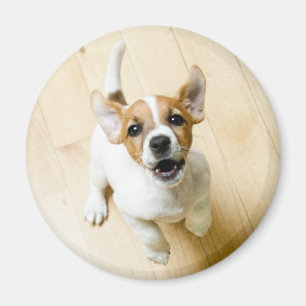 Aimant de réfrigérateur de Jack Russel Terrier