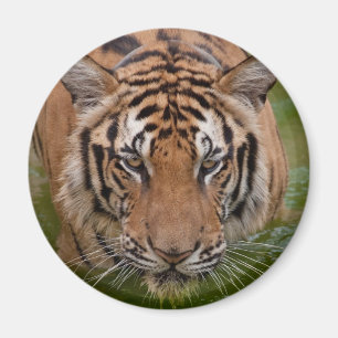Aimant de réfrigérateur de tigre de la Thaïland